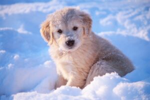 How Can I Prevent Safe Paw from Clumping—And What to Do If It Happens